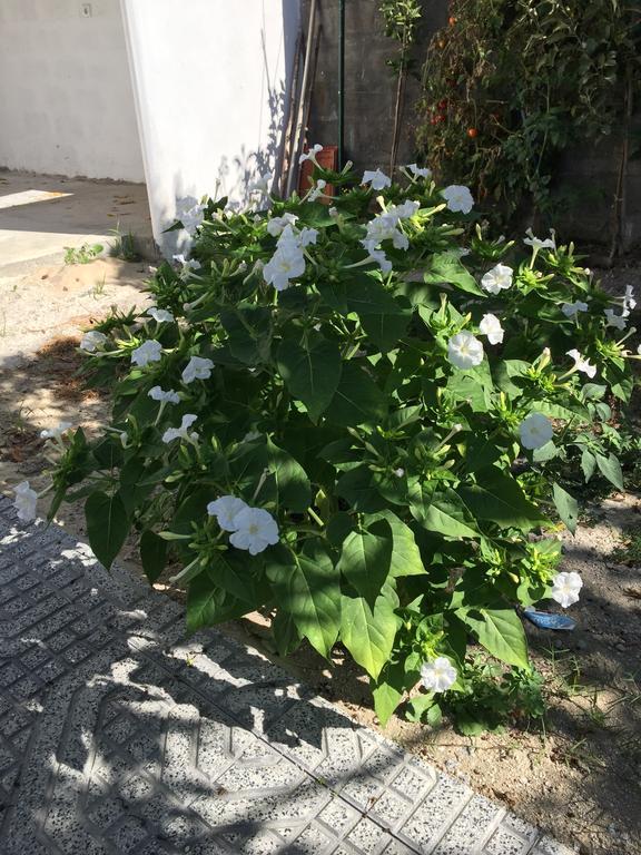 Casinha Da Vila 아르코스 데 발데베즈 외부 사진